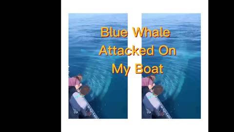 Blue Whale attacked on My Boat