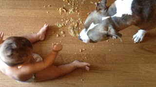 Baby gives cupcake to dog