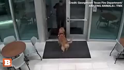 "TO THE RESCUE!" — Fire Marshal's Doggo Unlatches Door for Locked-Out Handler