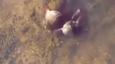 Male Crab Protecting Female Crab When A Human Tries Messing With Her