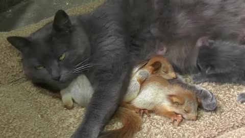 This momma cat expanded her family in the most heart-warming way! 💞