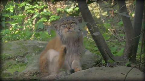 Pallas’s Cat: The Original Grumpy Cat