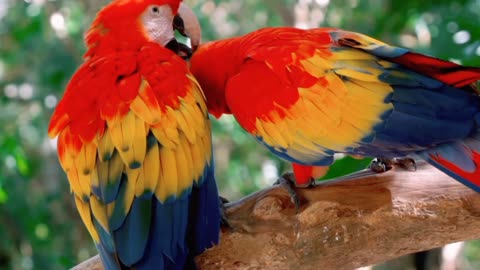 American parrots beautiful bird