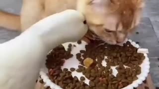 Duck Goes Wild For Cat Food And Makes A Mess!