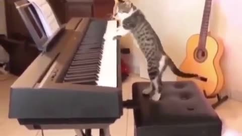 Wow, a cat 😺 playing piano