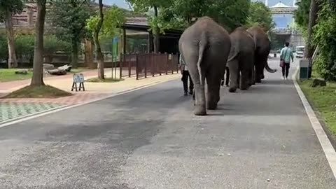 Elephants are the most amiable creatures| memoth|