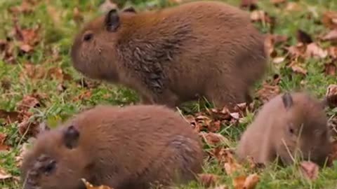 Capybara ( Hydrochoerus )