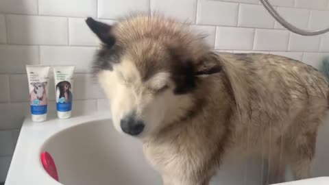Giant Sulking Dog Hates Bath Time But Baby Helps Him (Cutest Duo EVER!!)-14