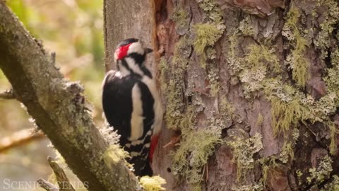 The Most Colorful Birds in 4K Beautiful Birds Sound in the Forest Scenic Relaxation Film