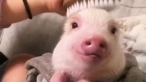 OMG this pig is so cute🐷#pig #pet #cutepets