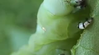 CATERPILLAR DEVOURING LEAF!