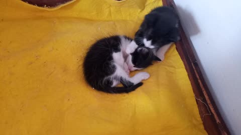 Cute kittens playing with me