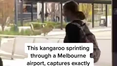 This kangaroo sprinting through a Melbourne airport, captures exactly what it's like to be running