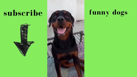 funny dogs