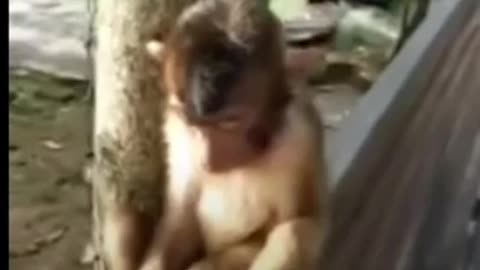 Funny monkey