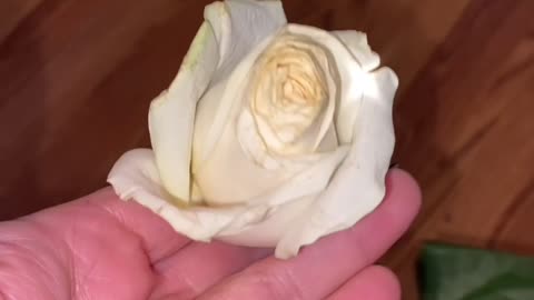 My first rose from my husband