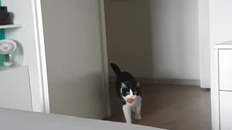 Smart cat playing fetch