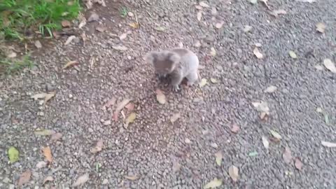 Koala baby rescue