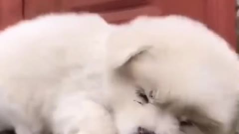 puppy falling asleep