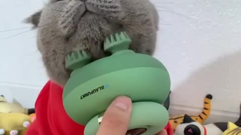 cute cat massage 😍