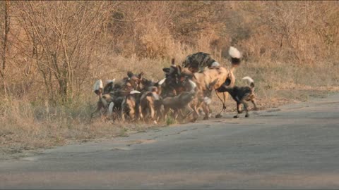 HUGE wild dog pack with puppies!!