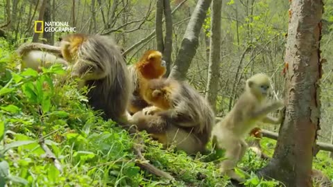 #The Golden Monkeys of China
