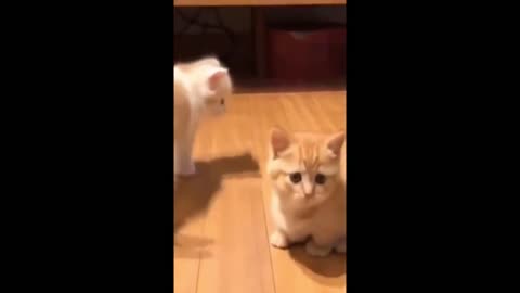 Try Not To Laugh Cats Cute Reactions - Funny Cat Videos #80