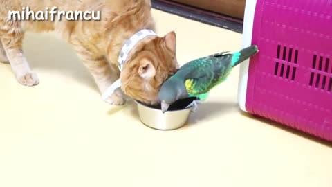 Funny parrots annoying cat