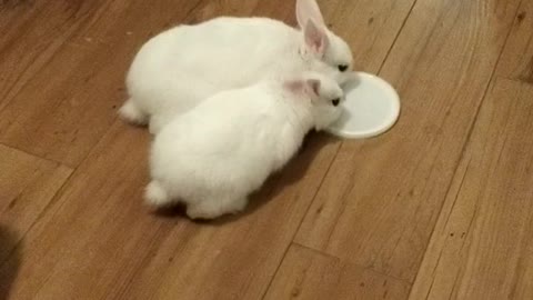 Baby rabbits update, new baby sister