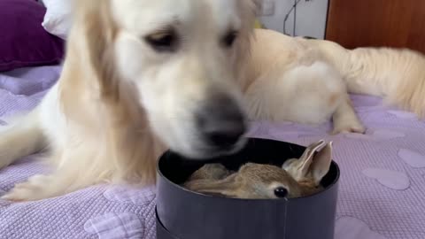 Lovely Golden Retriever Welcomes Cute Baby Bunnies!