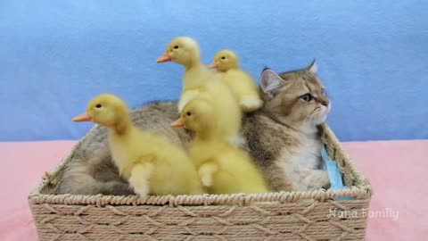 Kitten plays with duckling so cute