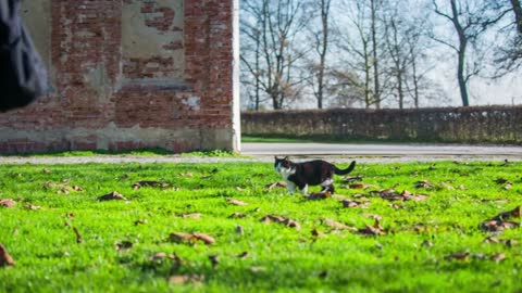 Woman leaving stray cat while it comes back. Woman patting stray cat, but after leaving it follows