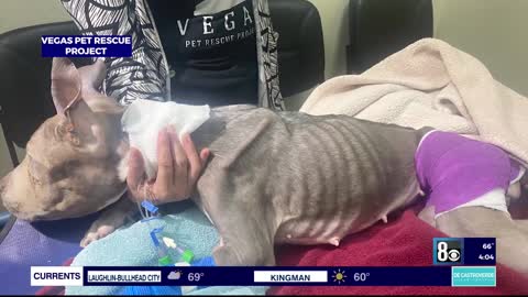 Dog found starved and on brink of death, Las Vegas rescue group offering reward to catch abusers