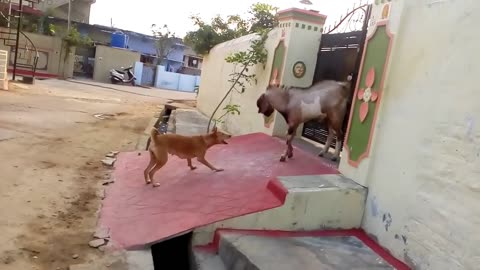 "Unlikely Guardians: The Brave Goat vs. The Playful Pup"