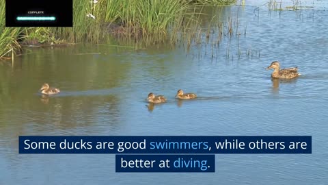 World of Ducks: The Waterfowl with Amazing Adaptability | Nahid & Pets