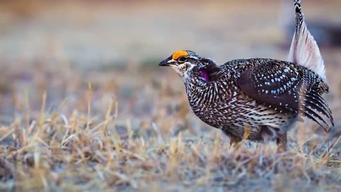 AMAZING BIRDS Beautiful birds inhabit all terrestrial on the planet earth