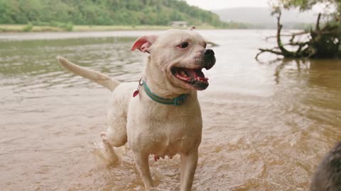 Two Dogs Getting Wet By Running In The River