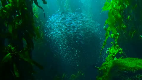 Group of Fishes | Under water Sea | Nature