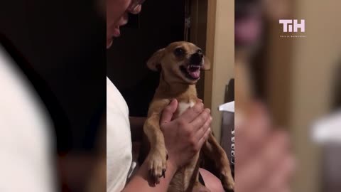 Woman Performs Funny Exorcism on Angry Dog