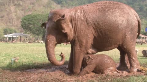 baby elephant Dok-Mai has her first mud bath - ElephantNews (1)