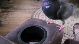 Flock it Farm: Shirley the Pigeon vs. Matt's index finger. UFC