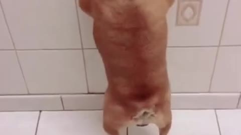 Please give me A Bath 🛀😂😂- Funny dogs