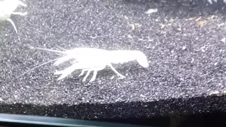 Rare Albino Crayfish