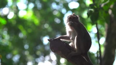 Wild Monkey Standing on Tree Branch