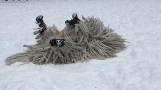 Mop dog plays in the snow in slow motion