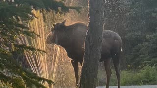 Moose Uses Sprinkler to Keep Cool