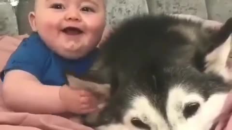 The adorable Crazy Ways Babies play with their favourite cat and dogs