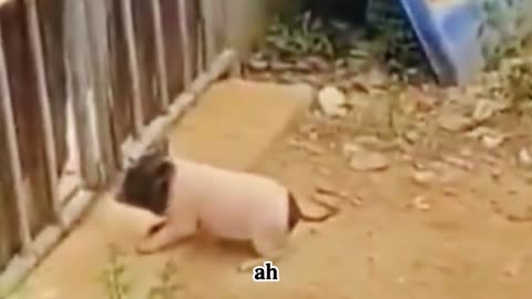 Funny Animal Dubbing: Piglet Hits the Door