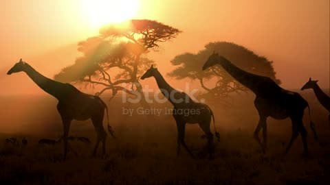 Black lights evening a Group of Giraffe