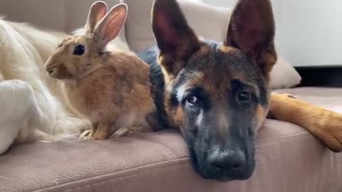 Golden Retriever and German Shepherd Puppy Play with Bunny Sam for the First Time!